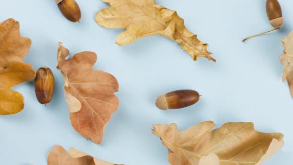 Dry Brown Oak Leaves with Acorns Lie on a Pastel Blue Background