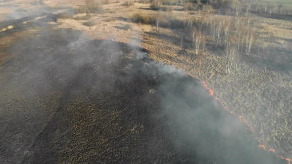 Large-scale Fires. Burning Grass and Trees in a Large Area.