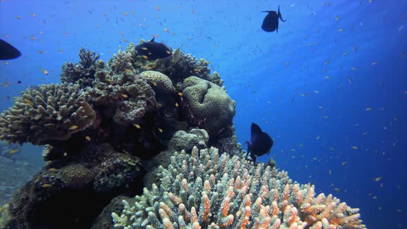 Tropical Underwater View Sea Fishes