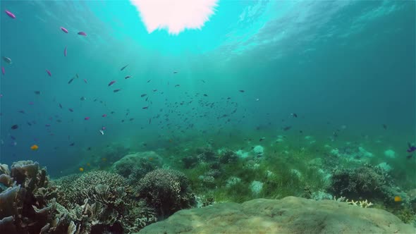 Coral Reef and Tropical Fish Underwater