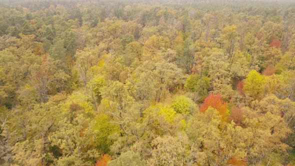 Autumn Forest with Trees By Day