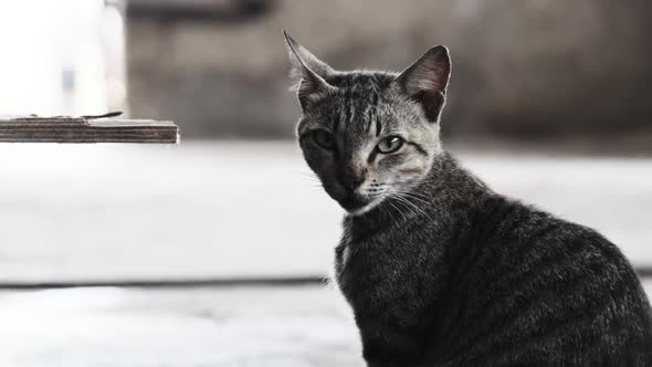 Portrait of Stray Cat Sitting on Dirty Floor at African Fish Market Zanzibar