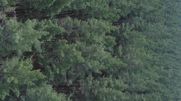 Vertical Video of Green Pine Forest By Day Aerial View