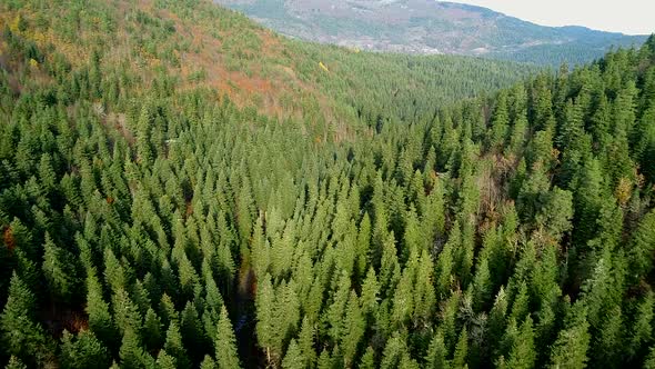 Coniferous Trees In Nature