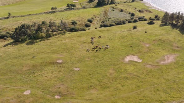 Drone Flight Over Horses Grazing In Meadow