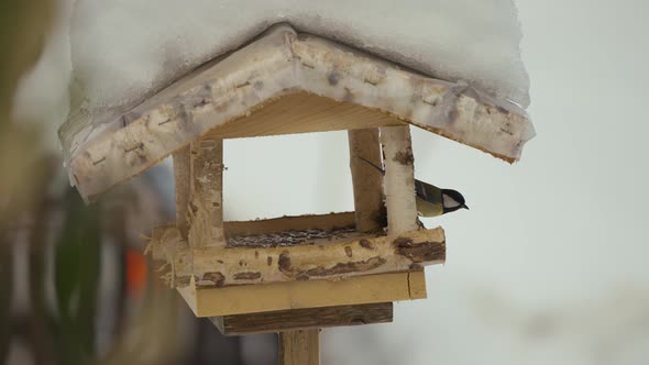 Close up video of birds in a birdhouse flying,  eating, and looking for food in wintertime with natu