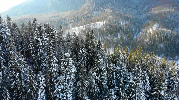 Christmas Trees in the Snow