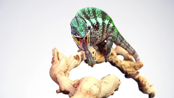 Chameleon Catching and Eating Slow Motion