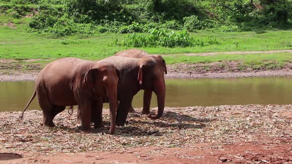 Elephants eating beside a river next to each other.
