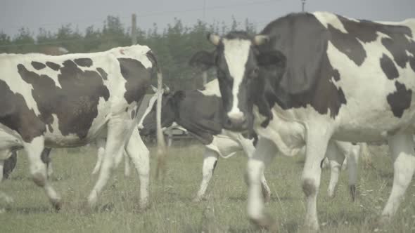 Cow. Cows in a Pasture on a Farm.