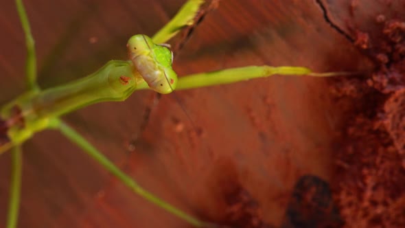 Closeup of green praying mantis on drum plate dirty mud cleaning itself