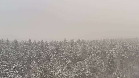 Slow flying above the snowed forest by winter 4K aerial video
