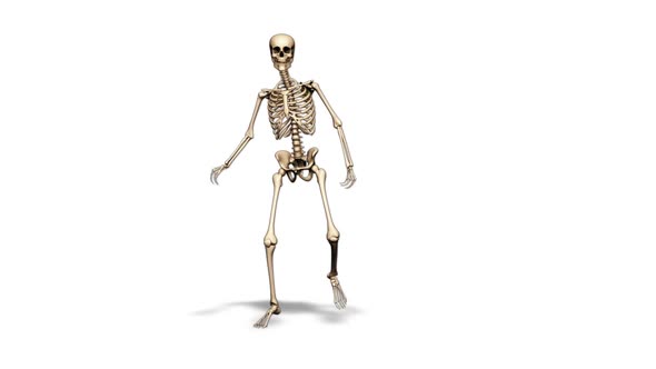 3D Skeleton Fun Dance  Looped on White