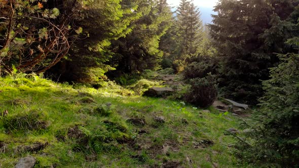 Forest Nature of the Carpathian Mountains