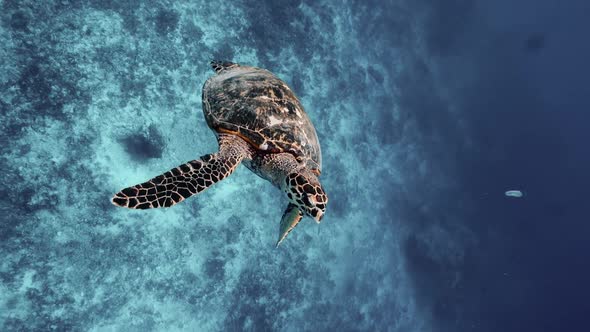 Sea Turtle Slowly Eating in Blue Water Through Sunlight