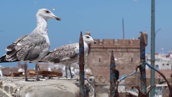 Seagulls of Essaouira, Morocco and the kasbah of Essaouira where HBO show The game of thrones was fi