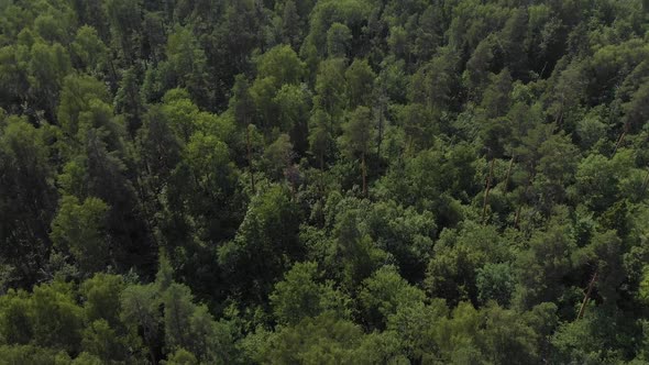 Camera Flies Over the Forest and the Frame Rises From the Forest on the Horizon
