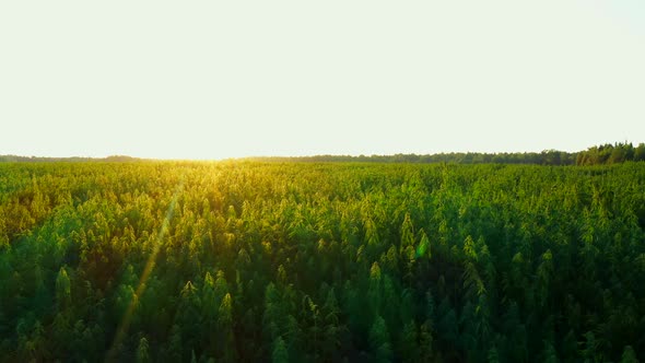 a Large Hemp Farm at a Beautiful Sunset Aerial Dron Shot