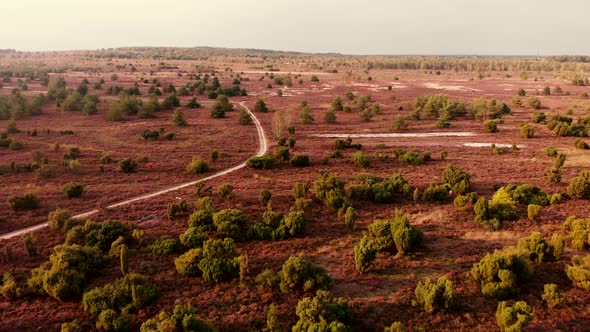 Aerial view of moorland with fields of dry purple heather with solitary groups of trees at golden ho