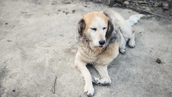 Dog With A Broken Paw. Dislocated Dog Paw