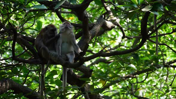 A monkey help to scratch body itchy of its partner at mangrove tree