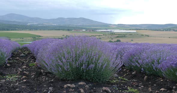 Lavender Plantations For Business 2