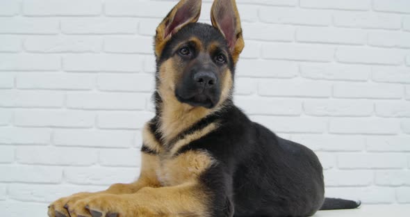 German Shepherd Lying and Watching Into Valley on Table