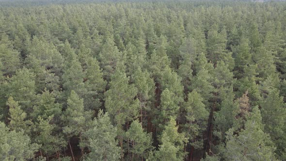 Trees in a Pine Forest During the Day Aerial View