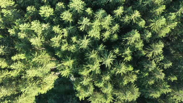 Push-out drone shot of conifer trees from above, full frame