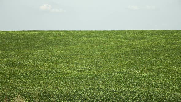 Field of Green Buckwheat