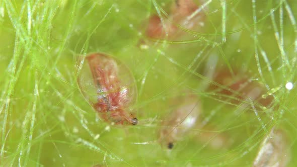 Water Flea Daphnia Pulex Under a Microscope Class Branchiopoda