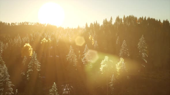 Rays of the Sun Make Their Way Through the Branches