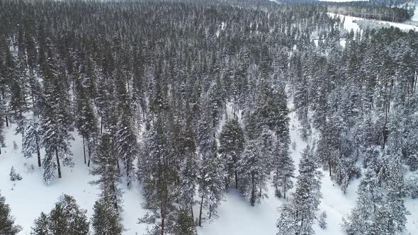 Snowy Pine Trees In Jungle