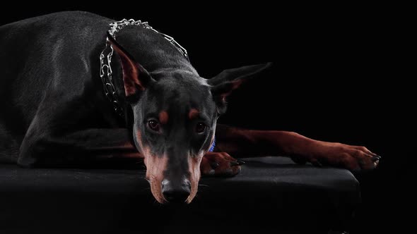 The Doberman Pinscher Lies with Its Head on Its Front Paws