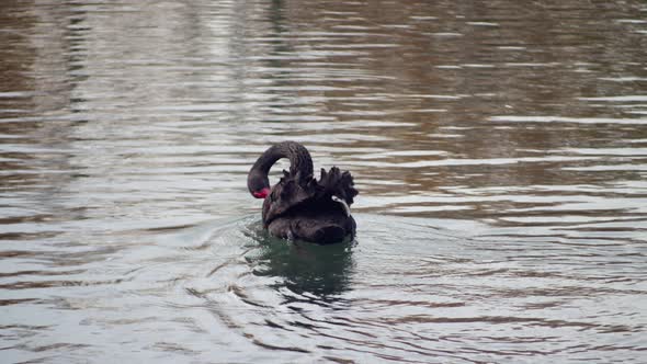 Black Swan