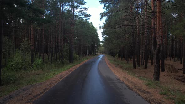 Forest Road After Rain Slowly