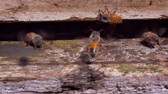 Bees entering a bee hive at a farm