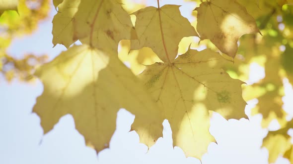 Colorful Autumn Leaves on the Sun. Tree with Yellow Leaves, the Daytime Sky.