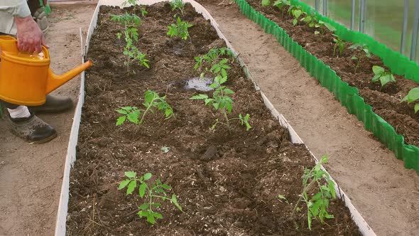 A Hand with a Watering Can Waters Young Tomato Seedlings in a Greenhouse