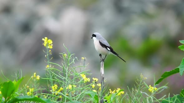 Lesser Grey Shrike