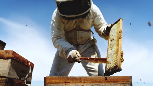 Beekeeper removing bees from hive using a brush