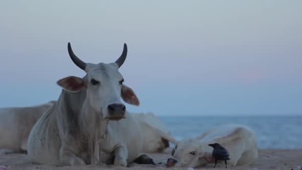 The Symbol of Sri Lanka. Cow on the Beach.