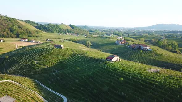 Vineyards with rural houses in Italy during a sunny summer morning. Aerial drone shot of the green h