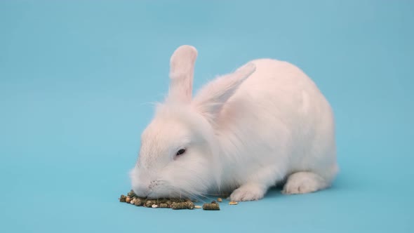 The White Rabbit Eats Food with Pleasure