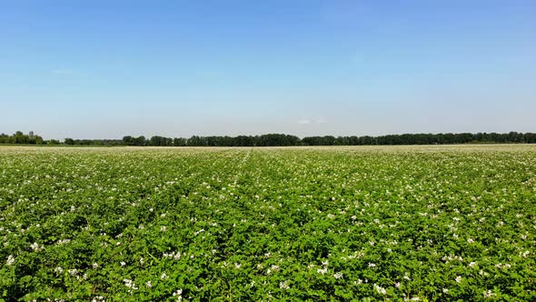 Aero. Flowering Potatoes. White, Pale Pink Flowers Bloom on Potato Bushes on a Farm Field. Potato