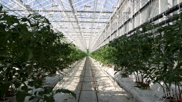 Green Rows Large Glass Greenhouse Farmland with Cultivate Vegetables Indoors 