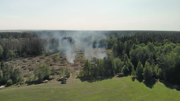 Deforestation, Environmental Damage. Smoke in the Forest, Burning Wood