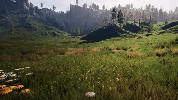 Summer Landscape in the Carpathian Mountains