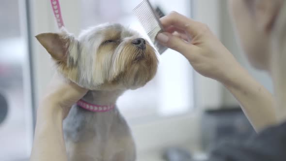 Woman Professional Hairdresser for Dogs Dresses an Elastic Band on the Dog's Head