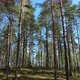 Pine forest in the sunny day - VideoHive Item for Sale